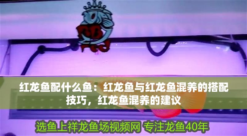 紅龍魚配什么魚：紅龍魚與紅龍魚混養(yǎng)的搭配技巧，紅龍魚混養(yǎng)的建議