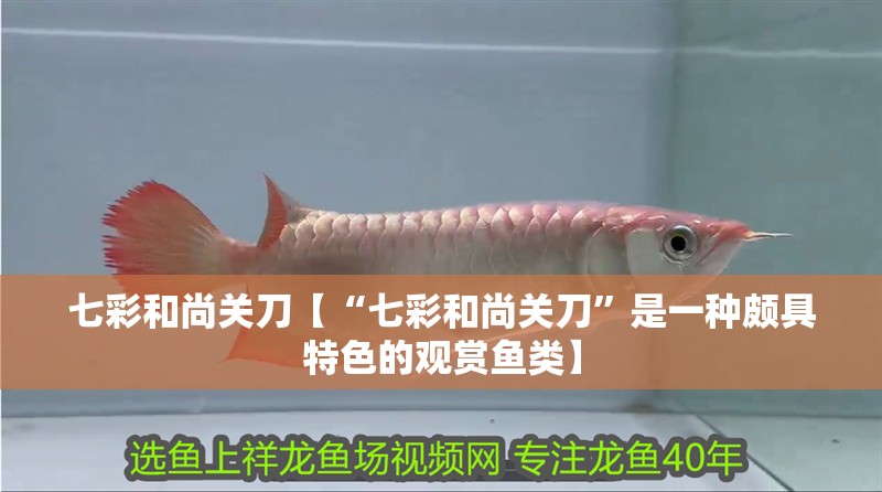 七彩和尚關刀【“七彩和尚關刀”是一種頗具特色的觀賞魚類】