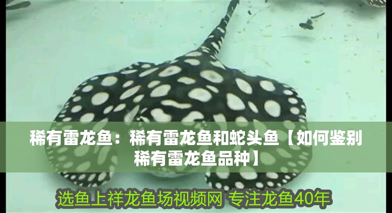 稀有雷龍魚：稀有雷龍魚和蛇頭魚【如何鑒別稀有雷龍魚品種】