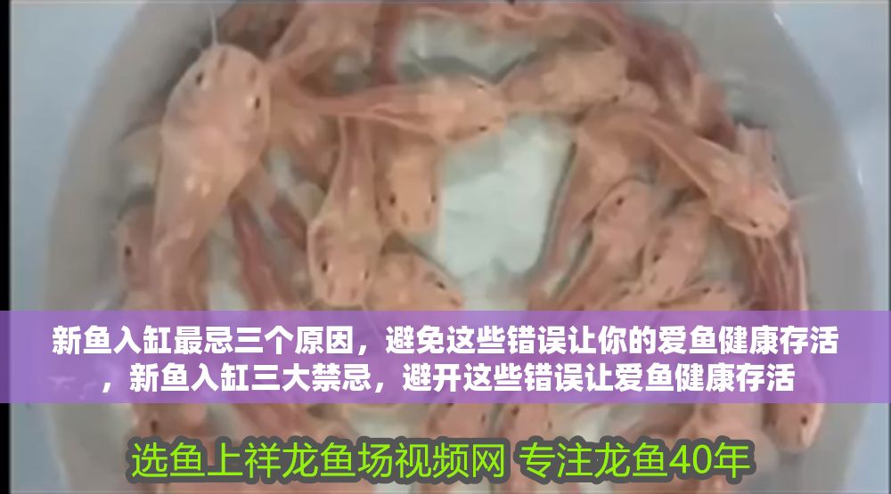 新魚入缸最忌三個原因，避免這些錯誤讓你的愛魚健康存活，新魚入缸三大禁忌，避開這些錯誤讓愛魚健康存活