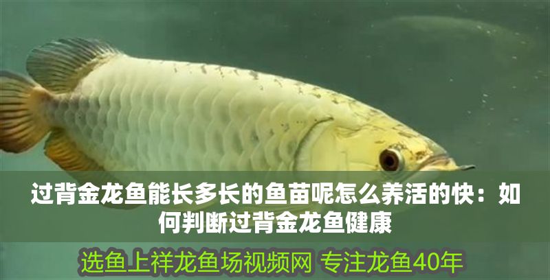 過背金龍魚能長多長的魚苗呢怎么養活的快：如何判斷過背金龍魚健康 過背金龍魚能長多長的魚苗呢怎么養活的快：如何判斷過背金龍魚健康 金龍魚百科 第1張