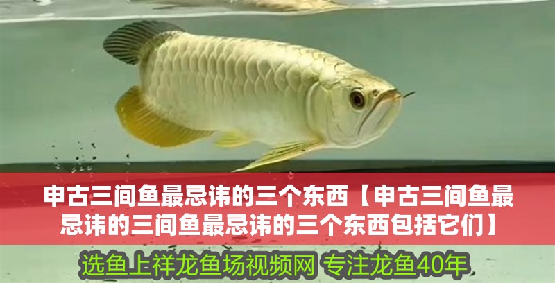申古三間魚最忌諱的三個(gè)東西【申古三間魚最忌諱的三間魚最忌諱的三個(gè)東西包括它們】