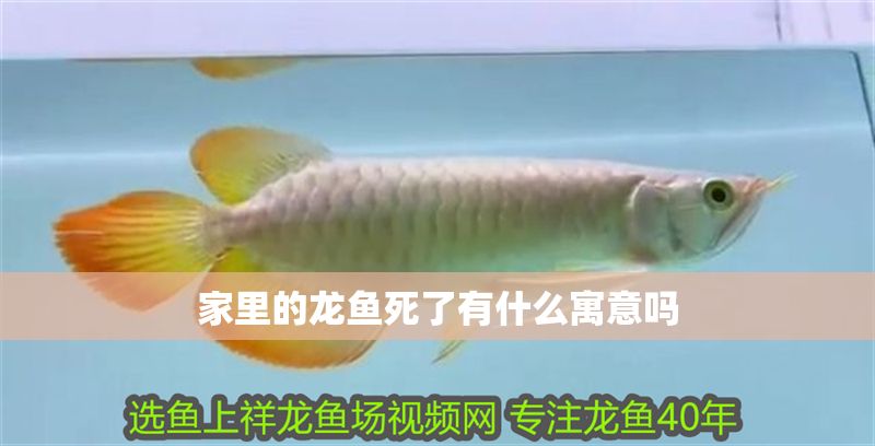 家里的龍魚死了有什么寓意嗎