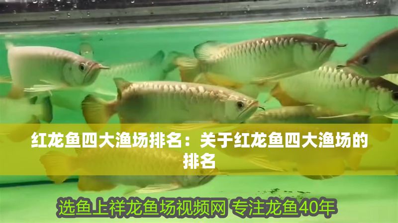 紅龍魚四大漁場排名：關于紅龍魚四大漁場的排名