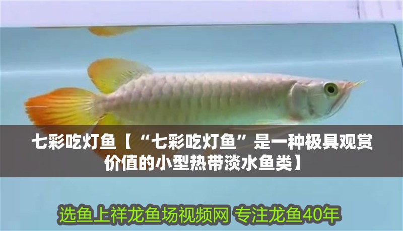 七彩吃燈魚【“七彩吃燈魚”是一種極具觀賞價值的小型熱帶淡水魚類】