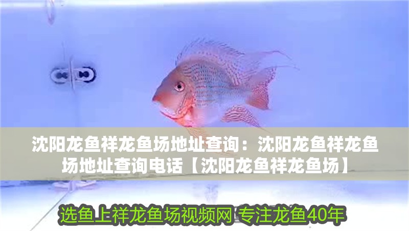 沈陽龍魚祥龍魚場地址查詢：沈陽龍魚祥龍魚場地址查詢電話【沈陽龍魚祥龍魚場】