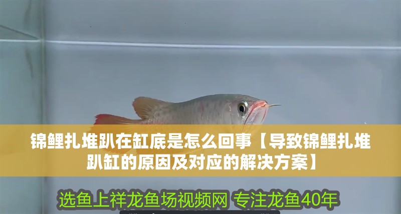 錦鯉扎堆趴在缸底是怎么回事【導(dǎo)致錦鯉扎堆趴缸的原因及對應(yīng)的解決方案】