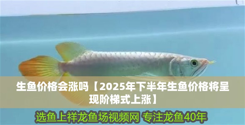 生魚價格會漲嗎【2025年下半年生魚價格將呈現階梯式上漲】
