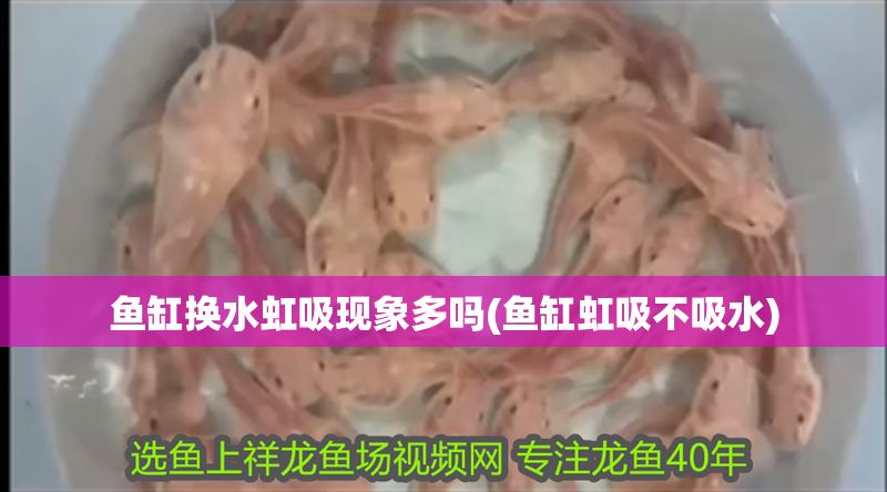 魚缸換水虹吸現象多嗎(魚缸虹吸不吸水) 黃金貓魚百科 第1張 魚缸換水虹吸現象多嗎(魚缸虹吸不吸水) 魚缸換水虹吸現象多嗎(魚缸虹吸不吸水) 黃金貓魚百科 第1張