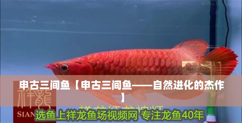 申古三間魚【申古三間魚——自然進(jìn)化的杰作】