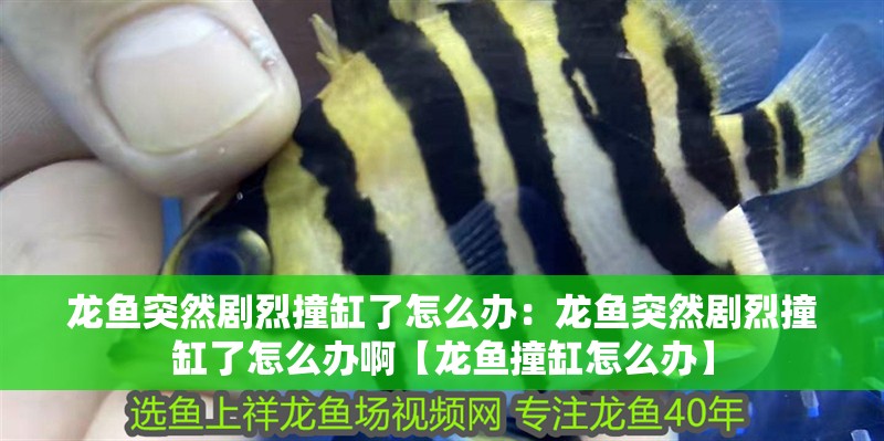 龍魚突然劇烈撞缸了怎么辦：龍魚突然劇烈撞缸了怎么辦啊【龍魚撞缸怎么辦】