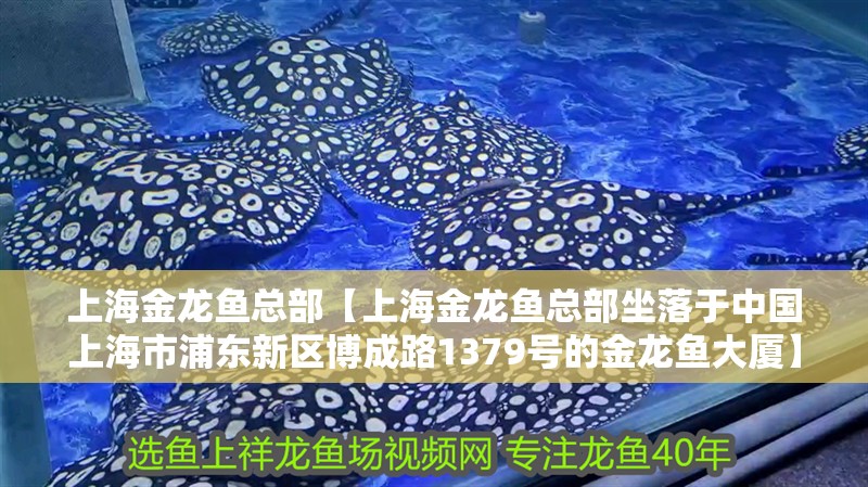 上海金龍魚總部【上海金龍魚總部坐落于中國上海市浦東新區(qū)博成路1379號的金龍魚大廈】