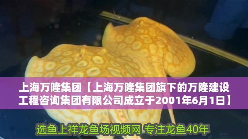 上海萬(wàn)隆集團(tuán)【上海萬(wàn)隆集團(tuán)旗下的萬(wàn)隆建設(shè)工程咨詢集團(tuán)有限公司成立于2001年6月1日】
