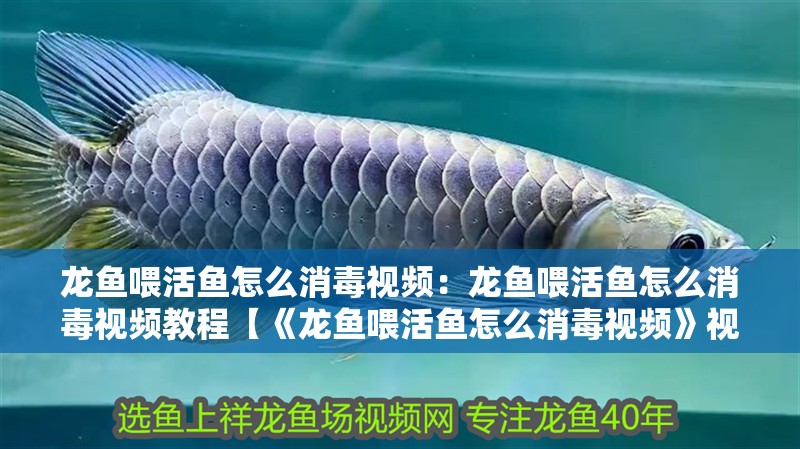 龍魚喂活魚怎么消毒視頻：龍魚喂活魚怎么消毒視頻教程【《龍魚喂活魚怎么消毒視頻》視頻聚焦于龍魚飼喂活魚時的消毒操作】