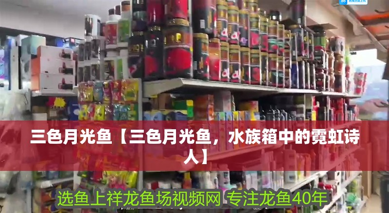 三色月光魚(yú)【三色月光魚(yú)，水族箱中的霓虹詩(shī)人】
