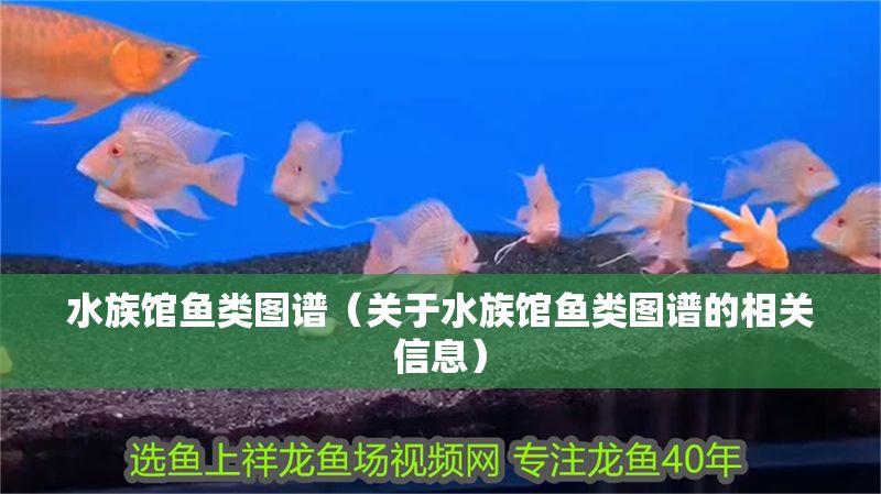 水族館魚類圖譜（關(guān)于水族館魚類圖譜的相關(guān)信息）