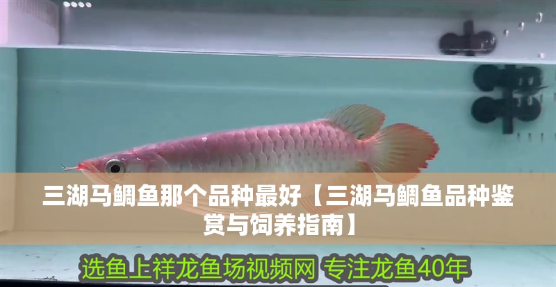 三湖馬鯛魚那個品種最好【三湖馬鯛魚品種鑒賞與飼養指南】