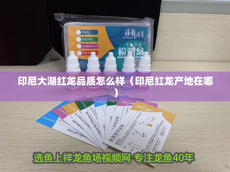 印尼大湖紅龍品質怎么樣（印尼紅龍產地在哪）