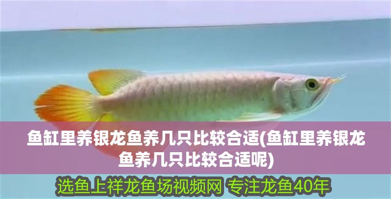 魚缸里養銀龍魚養幾只比較合適(魚缸里養銀龍魚養幾只比較合適呢)