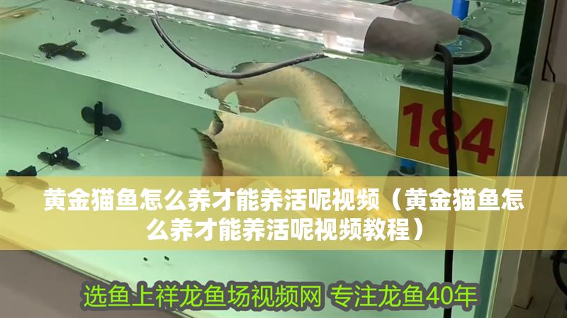 黃金貓魚怎么養(yǎng)才能養(yǎng)活呢視頻（黃金貓魚怎么養(yǎng)才能養(yǎng)活呢視頻教程）