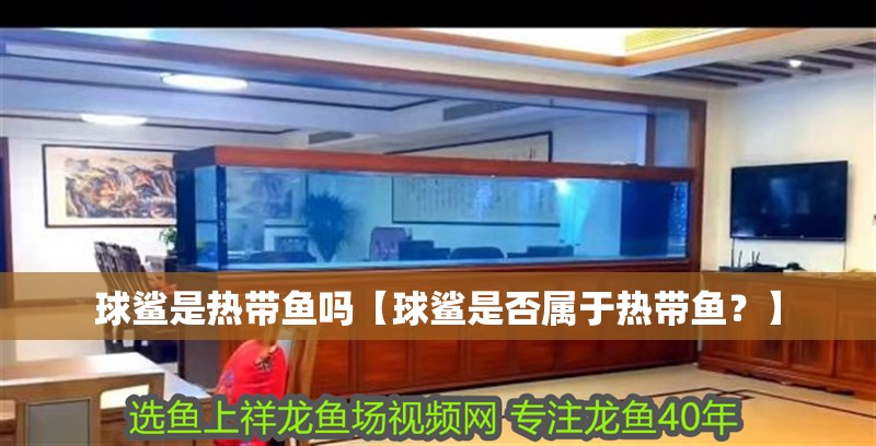 球鯊是熱帶魚嗎【球鯊是否屬于熱帶魚？】
