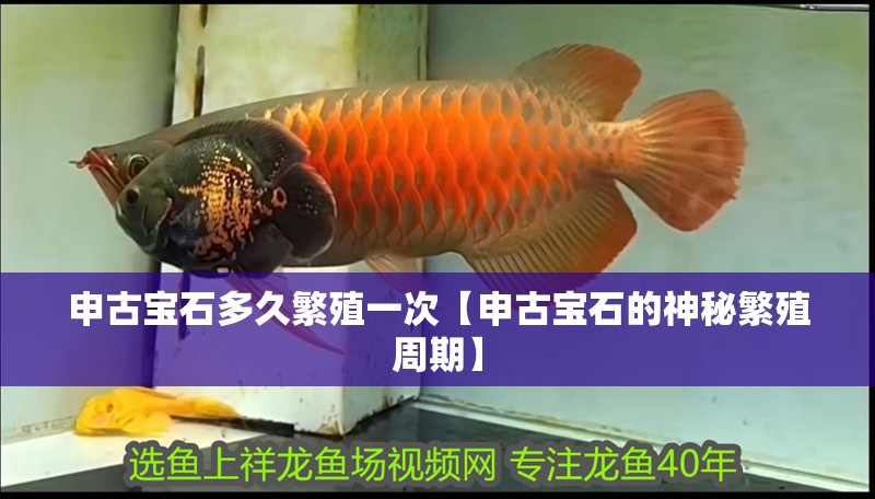 申古寶石多久繁殖一次【申古寶石的神秘繁殖周期】