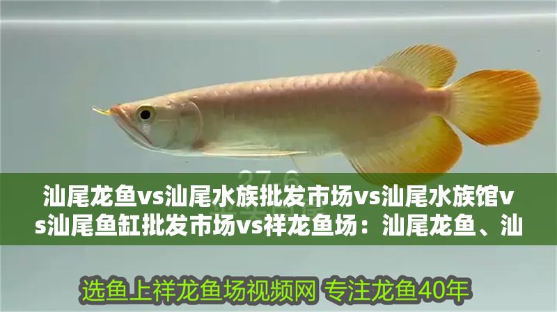 汕尾龍魚(yú)vs汕尾水族批發(fā)市場(chǎng)vs汕尾水族館vs汕尾魚(yú)缸批發(fā)市場(chǎng)vs祥龍魚(yú)場(chǎng)：汕尾龍魚(yú)、汕尾水族館、汕尾水族館、汕尾魚(yú)缸批發(fā)市場(chǎng)信息