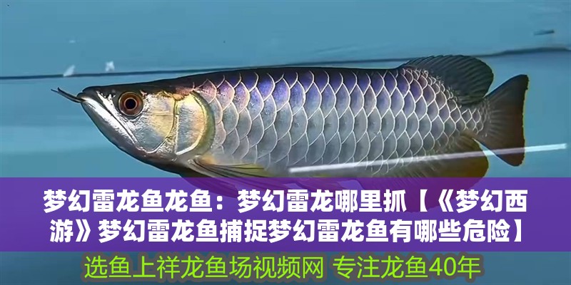 夢幻雷龍魚龍魚：夢幻雷龍哪里抓【《夢幻西游》夢幻雷龍魚捕捉夢幻雷龍魚有哪些危險】