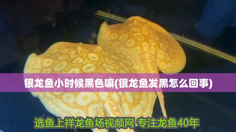 銀龍魚(yú)小時(shí)候黑色嘛(銀龍魚(yú)發(fā)黑怎么回事)