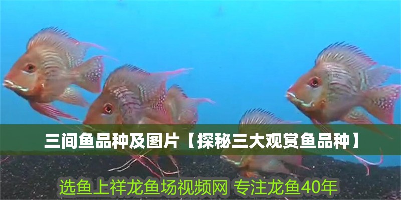 三間魚品種及圖片【探秘三大觀賞魚品種】