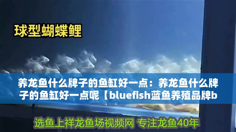 養龍魚什么牌子的魚缸好一點：養龍魚什么牌子的魚缸好一點呢【bluefish藍魚養殖品牌bluefish藍魚養殖品牌】 養龍魚什么牌子的魚缸好一點：養龍魚什么牌子的魚缸好一點呢【bluefish藍魚養殖品牌bluefish藍魚養殖品牌】 水族問答