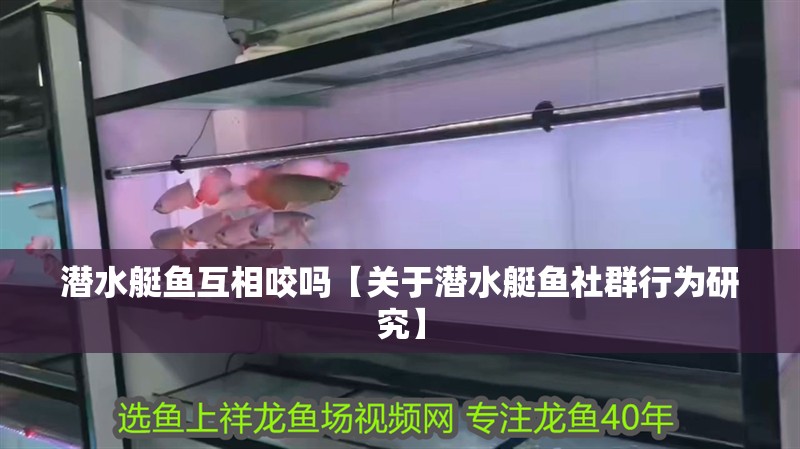潛水艇魚(yú)互相咬嗎【關(guān)于潛水艇魚(yú)社群行為研究】