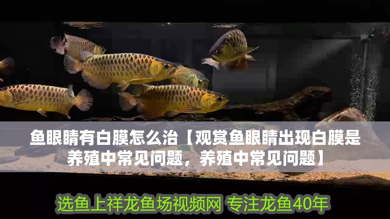 魚眼睛有白膜怎么治【觀賞魚眼睛出現白膜是養殖中常見問題，養殖中常見問題】