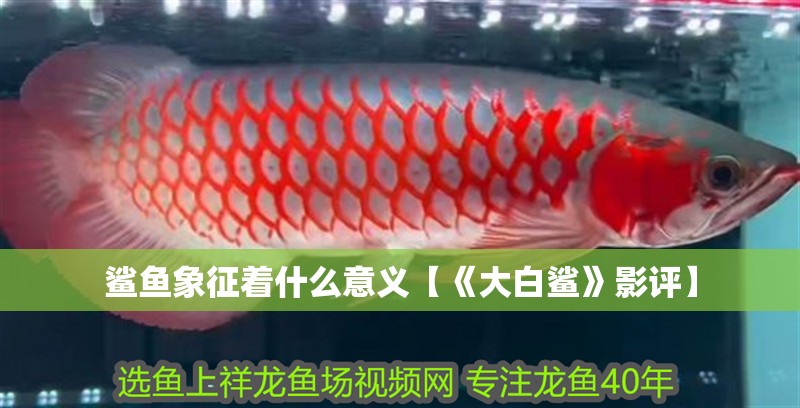 鯊魚象征著什么意義【《大白鯊》影評(píng)】