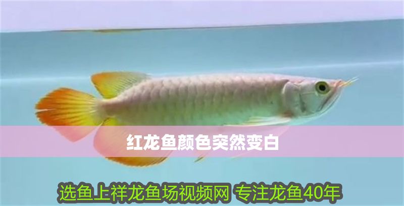 紅龍魚顏色突然變白