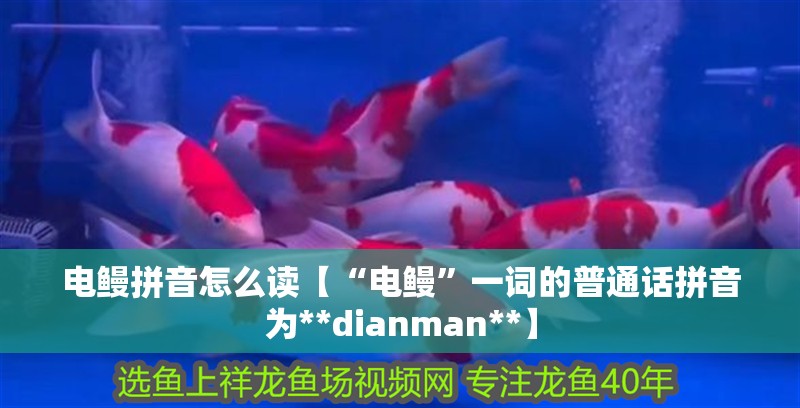 電鰻拼音怎么讀【“電鰻”一詞的普通話拼音為**dianman**】