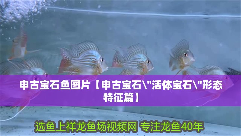 申古寶石魚圖片【申古寶石\