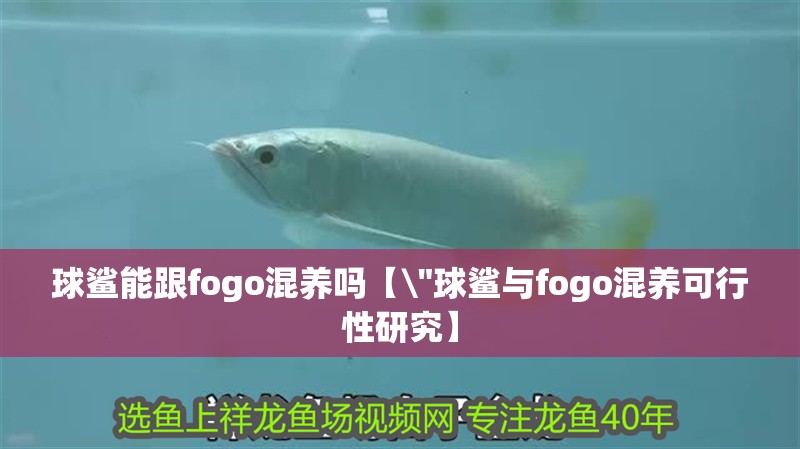 球鯊能跟fogo混養嗎【\
