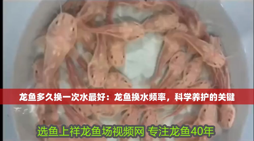 龍魚多久換一次水最好：龍魚換水頻率，科學養護的關鍵