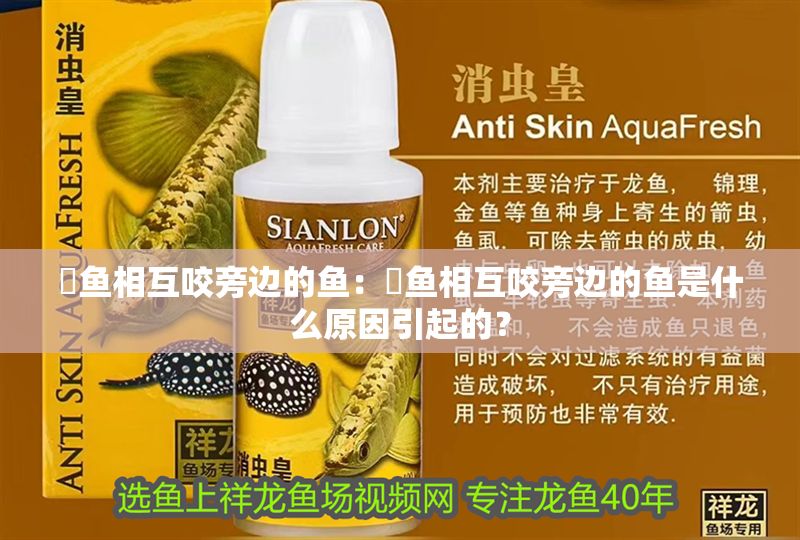 魟魚相互咬旁邊的魚：魟魚相互咬旁邊的魚是什么原因引起的？ 魟魚相互咬旁邊的魚：魟魚相互咬旁邊的魚是什么原因引起的？ 魟魚百科 第2張