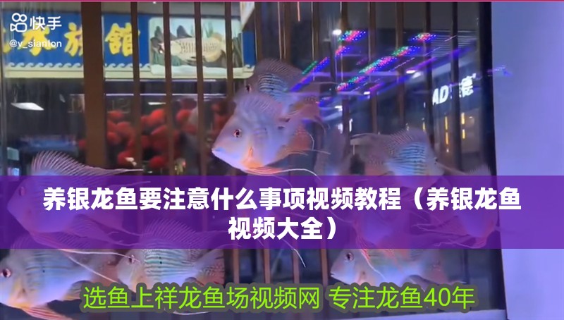 養(yǎng)銀龍魚要注意什么事項(xiàng)視頻教程（養(yǎng)銀龍魚視頻大全）
