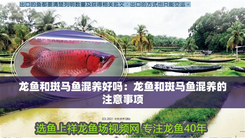龍魚和斑馬魚混養好嗎：龍魚和斑馬魚混養的注意事項