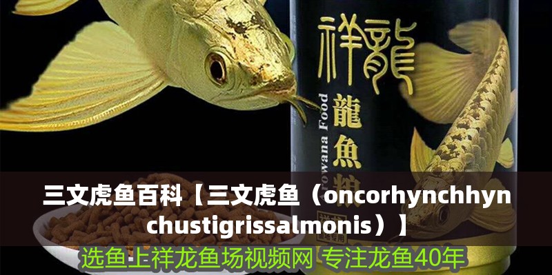 三文虎魚(yú)百科【三文虎魚(yú)(oncorhynchhynchustigrissalmonis)】 龍魚(yú)論壇 三文虎魚(yú)百科【三文虎魚(yú)(oncorhynchhynchustigrissalmonis)】 三文虎魚(yú)百科【三文虎魚(yú)(oncorhynchhynchustigrissalmonis)】 龍魚(yú)論壇