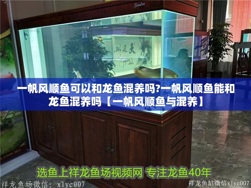一帆風順魚可以和龍魚混養嗎?一帆風順魚能和龍魚混養嗎【一帆風順魚與混養】