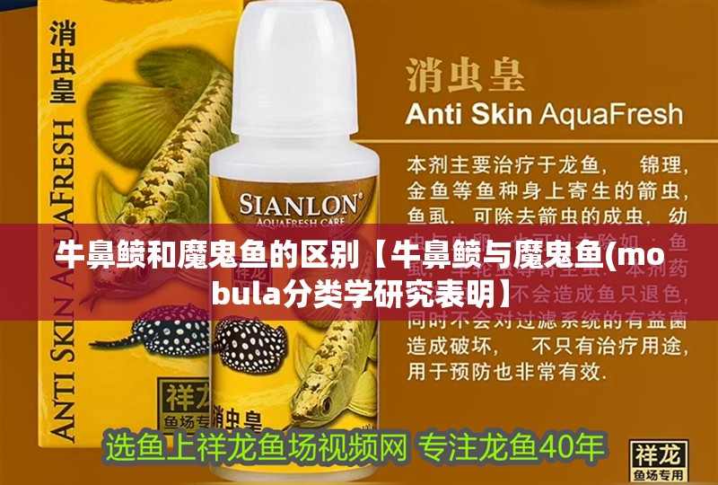 牛鼻鲼和魔鬼魚的區別【牛鼻鲼與魔鬼魚(mobula分類學研究表明】