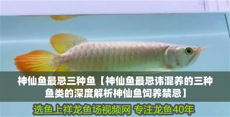 神仙魚最忌三種魚【神仙魚最忌諱混養的三種魚類的深度解析神仙魚飼養禁忌】