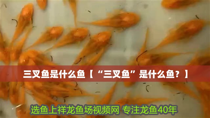 三叉魚是什么魚【“三叉魚”是什么魚？】