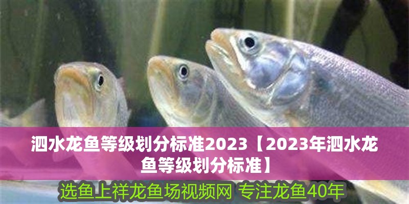泗水龍魚等級(jí)劃分標(biāo)準(zhǔn)2023【2023年泗水龍魚等級(jí)劃分標(biāo)準(zhǔn)】