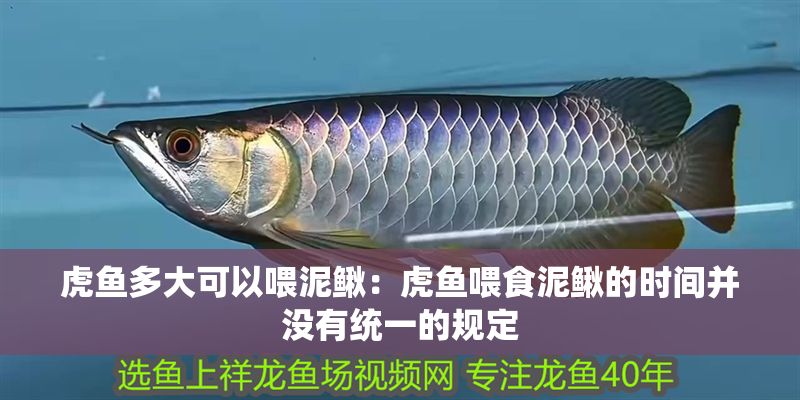 虎魚多大可以喂泥鰍：虎魚喂食泥鰍的時間并沒有統一的規定