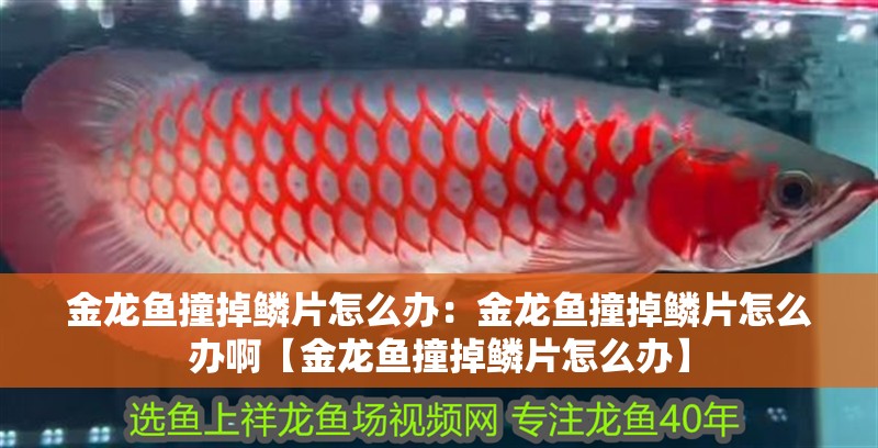 金龍魚撞掉鱗片怎么辦：金龍魚撞掉鱗片怎么辦啊【金龍魚撞掉鱗片怎么辦】